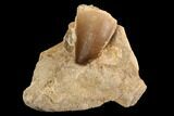 Mosasaur (Prognathodon) Tooth In Rock #91244-1